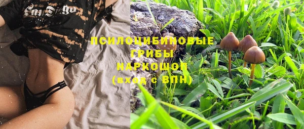 PSILOCYBIN Семёнов